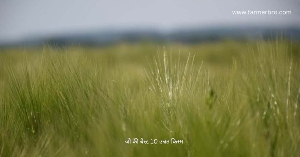 जौ की बेस्ट 10 उन्नत किस्म