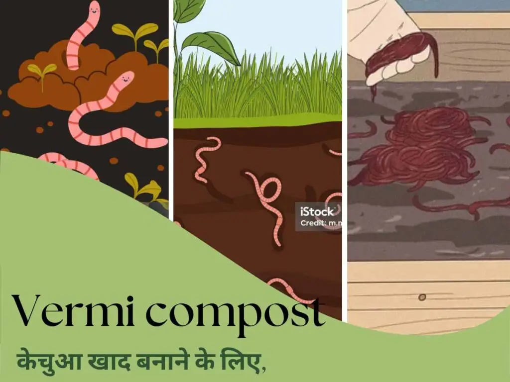 Vermicompost